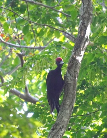 Black Woodpecker Unknown Spots Unknown Date