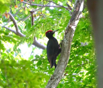 2024年6月2日(日) 大沼公園(北海道七飯町)の野鳥観察記録