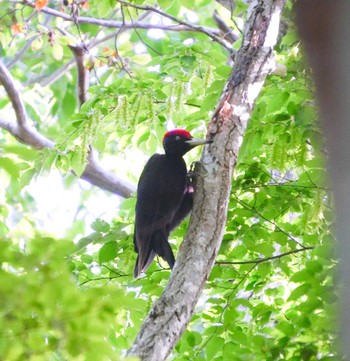 Black Woodpecker Unknown Spots Unknown Date