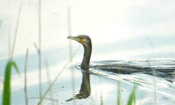 Great Cormorant 大沼公園(北海道七飯町) Sun, 6/2/2024