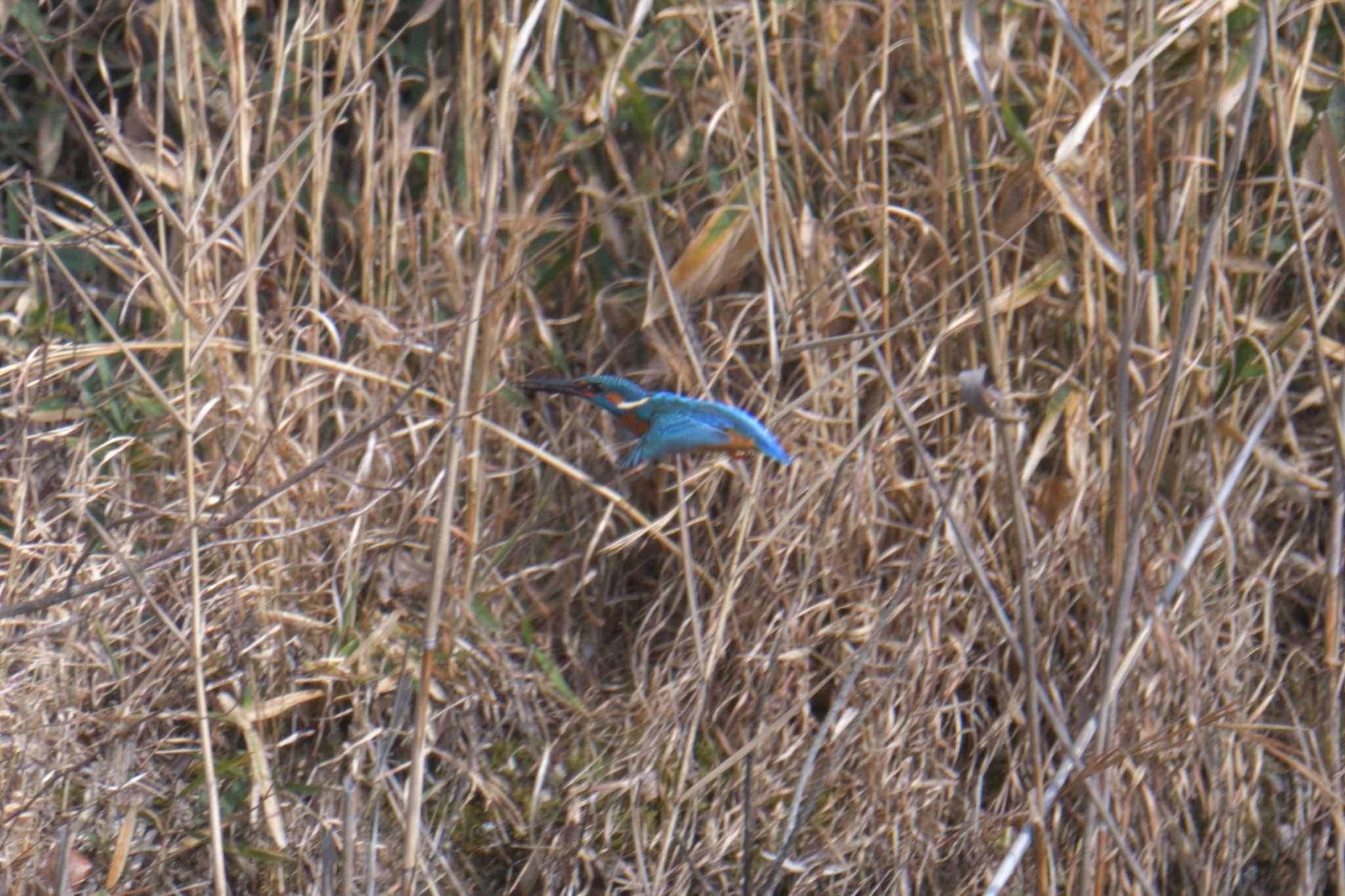 Common Kingfisher