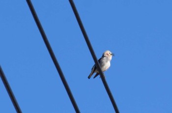 Chestnut-cheeked Starling 大沼公園(北海道七飯町) Sun, 6/2/2024