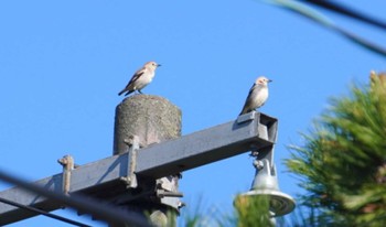 Chestnut-cheeked Starling 大沼公園(北海道七飯町) Sun, 6/2/2024