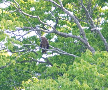 Black Kite 大沼公園(北海道七飯町) Sun, 6/2/2024