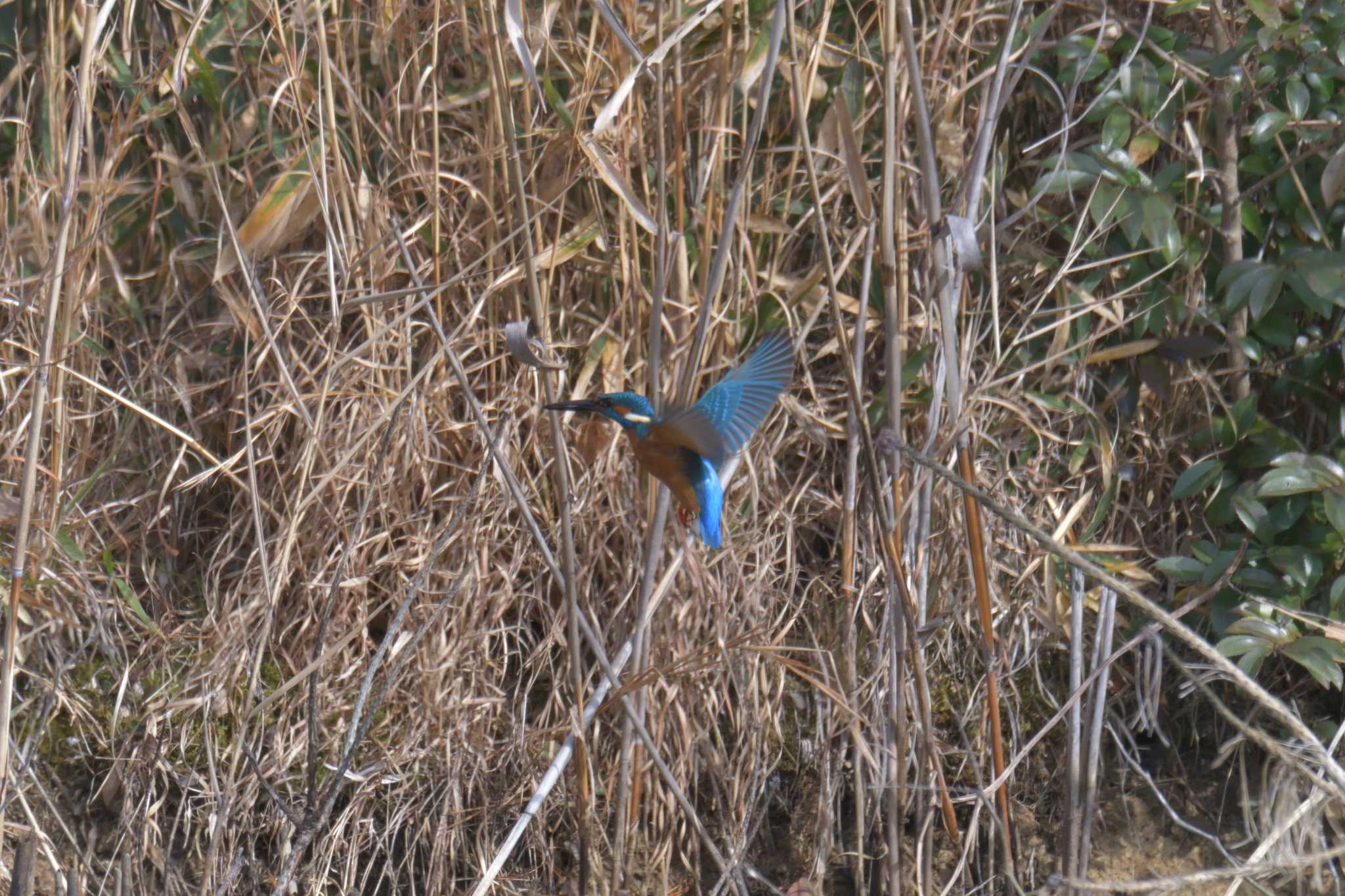 Common Kingfisher