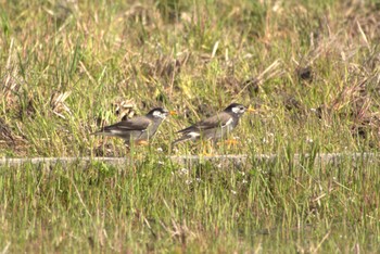 White-cheeked Starling 大阪府高槻市 Unknown Date