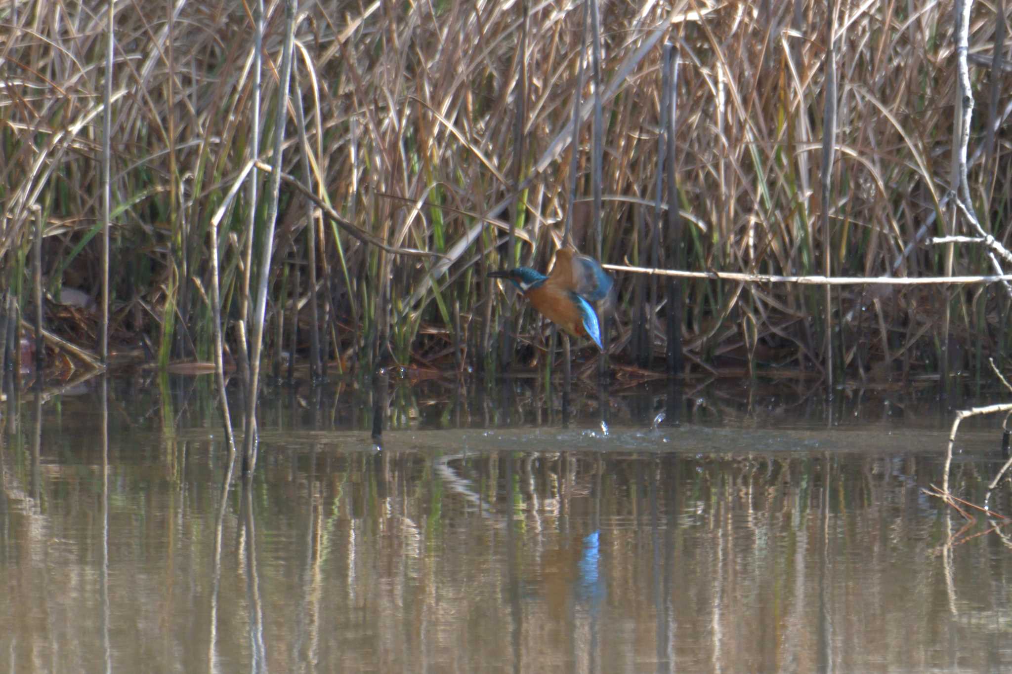 Photo of Common Kingfisher at Mie-ken Ueno Forest Park by masatsubo
