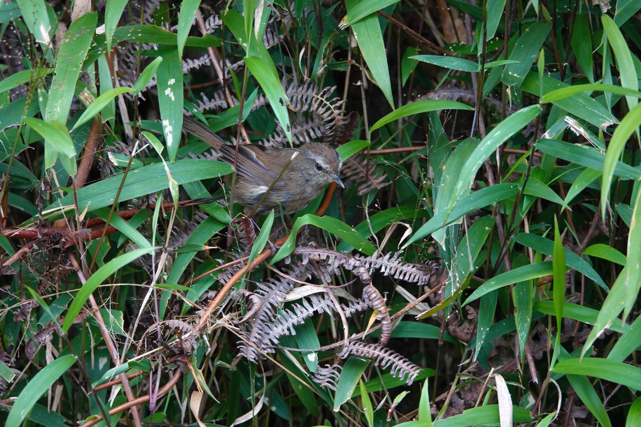 Aberrant Bush Warbler