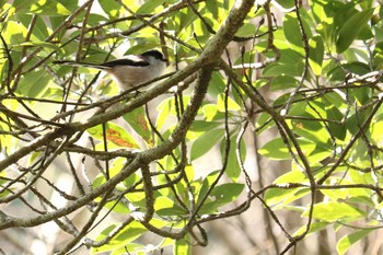 2019年1月13日(日) 山田緑地の野鳥観察記録