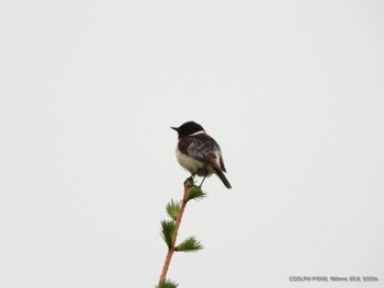 African Stonechat 十勝港 Sat, 6/1/2024