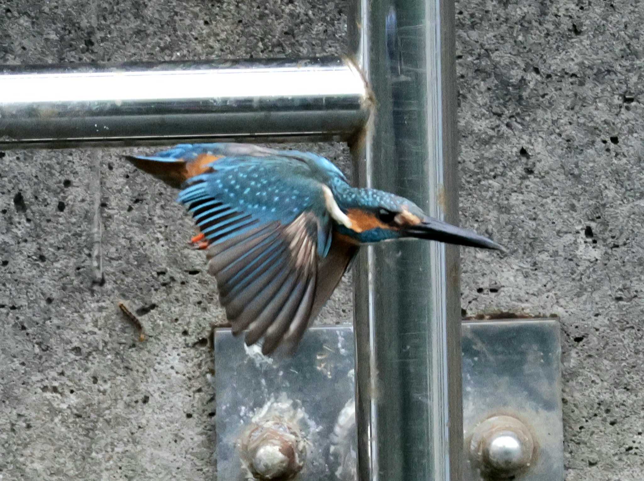 Photo of Common Kingfisher at ギャザリアビオガーデン　フジクラ木場千年の森 by しろくま