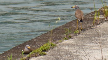 2024年6月2日(日) 淀川河川公園の野鳥観察記録