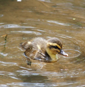 Eastern Spot-billed Duck 東京都大田区 Sun, 6/2/2024