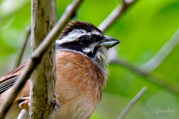 Meadow Bunting 日向渓谷 Sat, 6/1/2024