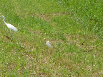 2024年6月2日(日) 越谷サギコロニーの野鳥観察記録
