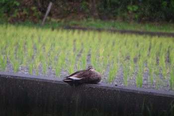 2024年6月2日(日) 御殿場市の野鳥観察記録