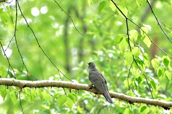 2024年6月1日(土) 富士林道の野鳥観察記録