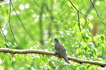 Sat, 6/1/2024 Birding report at 富士林道