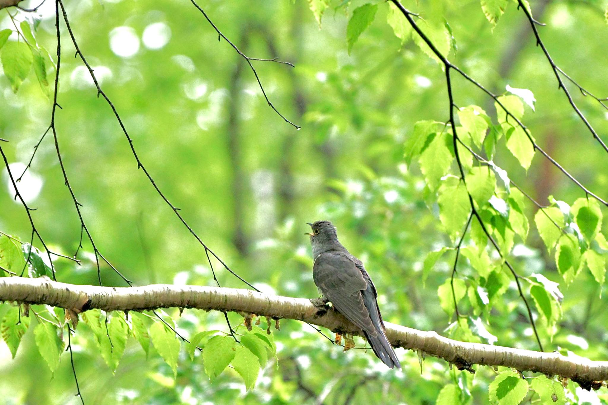 Lesser Cuckoo