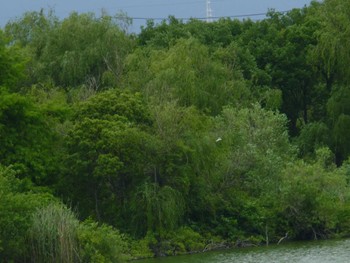 2024年6月2日(日) 大吉調節池公園の野鳥観察記録