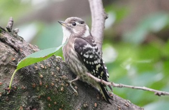 Sun, 6/2/2024 Birding report at Osaka Tsurumi Ryokuchi