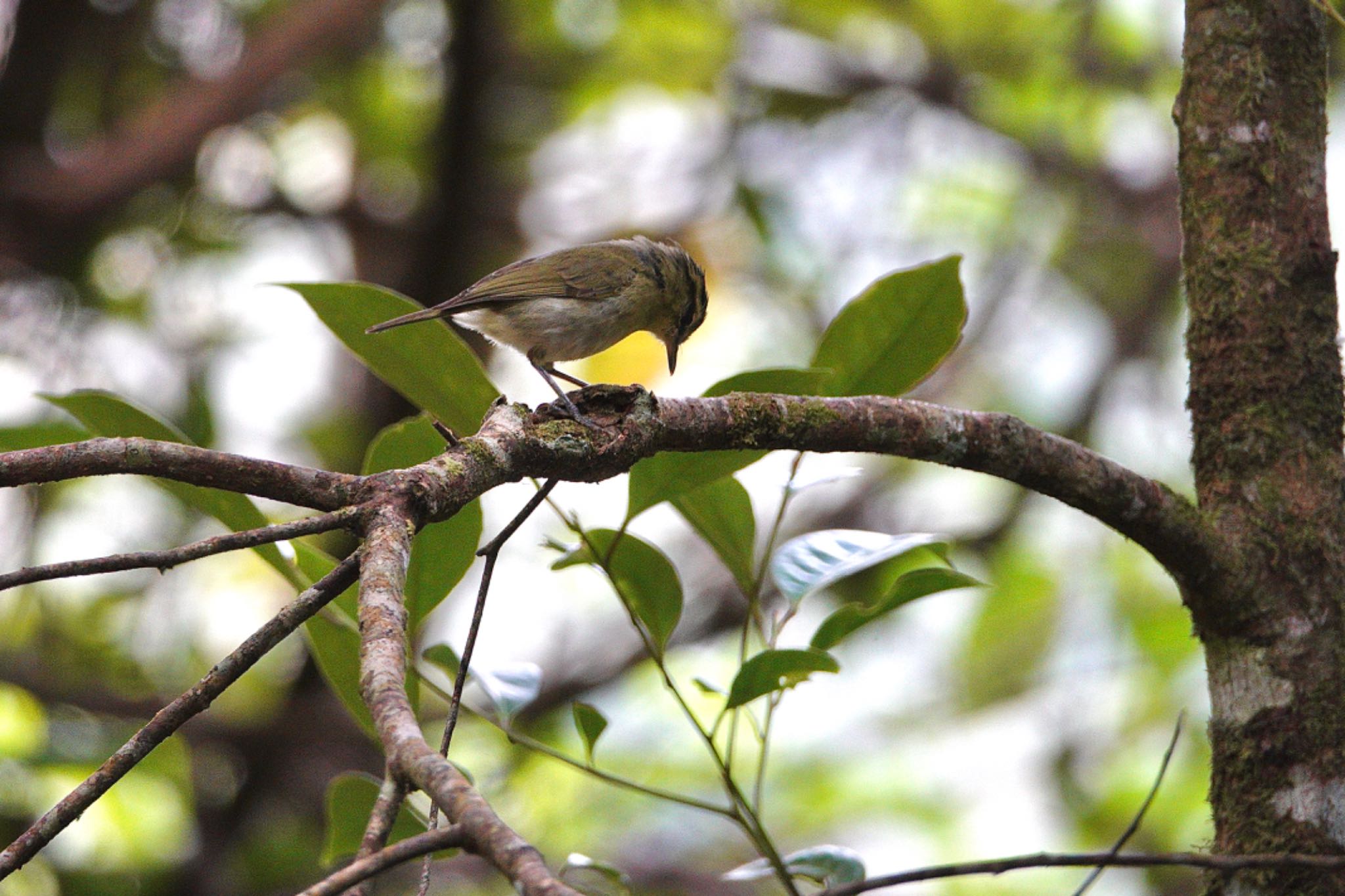 Mountain Leaf Warbler