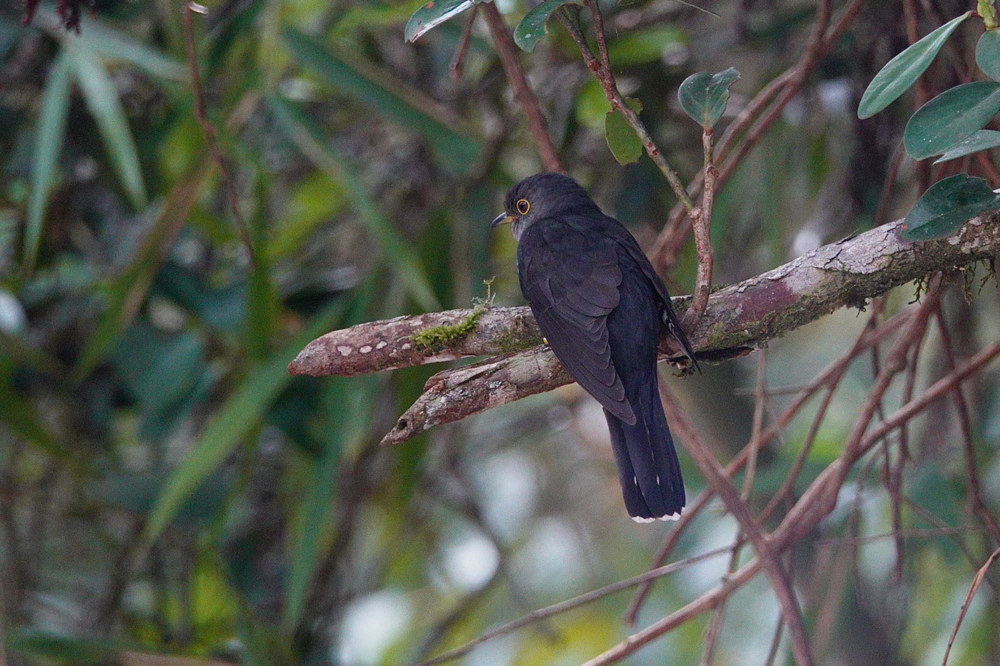 Dark Hawk-Cuckoo