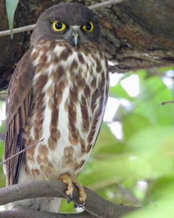 2024年5月30日(木) 愛知県の野鳥観察記録