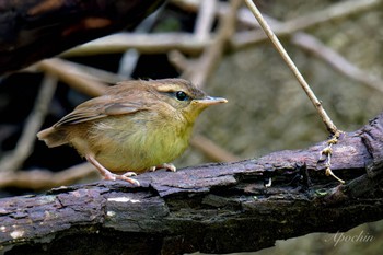 Sat, 6/1/2024 Birding report at 日向渓谷