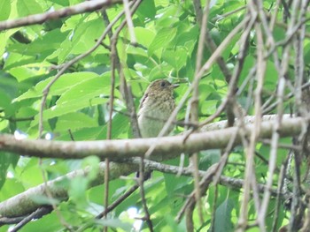 2024年6月2日(日) 岩湧の森の野鳥観察記録