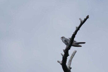 Sat, 6/1/2024 Birding report at Senjogahara Marshland