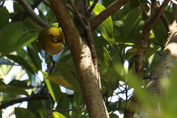 Warbling White-eye 山田緑地 Sun, 1/13/2019