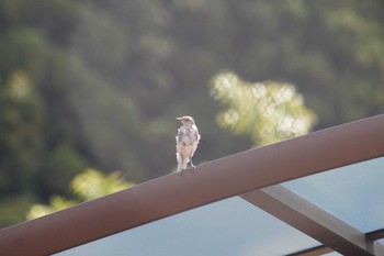 Wed, 5/22/2024 Birding report at 山梨県南部