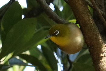 Warbling White-eye 山田緑地 Sun, 1/13/2019