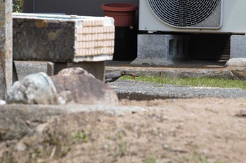 イソヒヨドリ 山梨県南部 2024年5月22日(水)