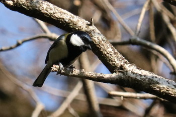 Japanese Tit 山田緑地 Sun, 1/13/2019