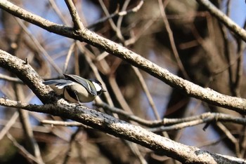 Japanese Tit 山田緑地 Sun, 1/13/2019