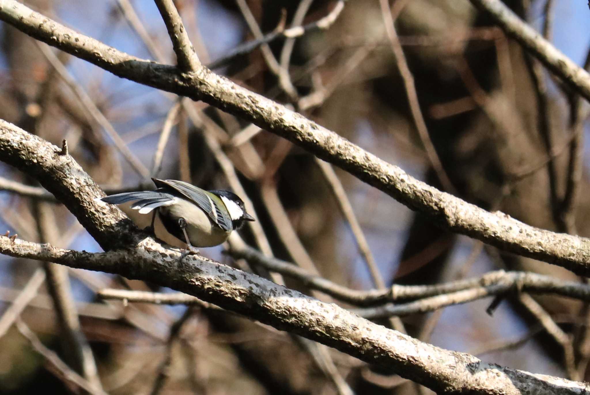 Photo of Japanese Tit at 山田緑地 by 吊巣雀