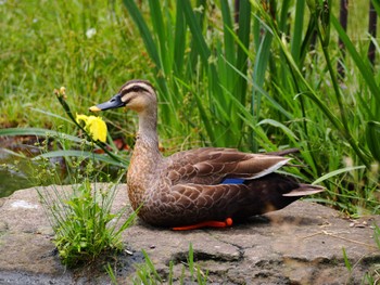 2024年6月2日(日) こども自然公園 (大池公園/横浜市)の野鳥観察記録