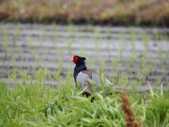 キジ 引地川親水公園 2024年5月31日(金)