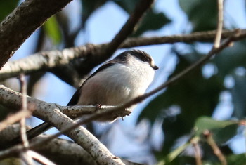 Long-tailed Tit 山田緑地 Sun, 1/13/2019