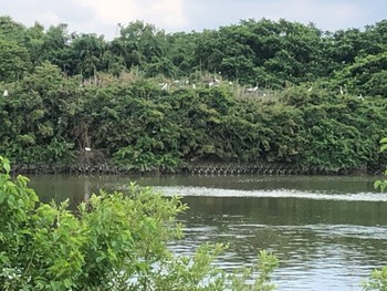 Sun, 6/2/2024 Birding report at 越谷サギコロニー