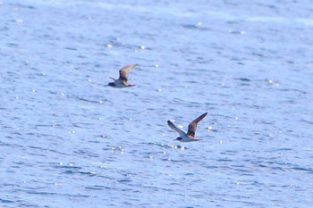 オオミズナギドリ 城ヶ島 2024年6月1日(土)