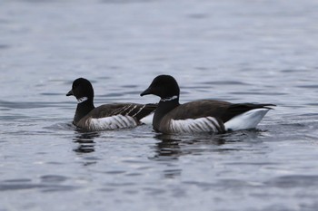 コクガン 北海道　函館市　志海苔海岸 2019年1月13日(日)