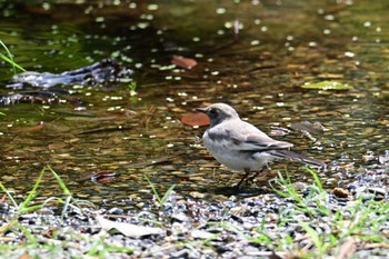 Japanese Wagtail Kyoto Gyoen Sat, 6/1/2024