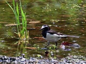 Japanese Wagtail Kyoto Gyoen Sat, 6/1/2024