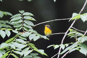 2024年6月1日(土) 神奈川県の野鳥観察記録