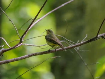 2024年6月1日(土) 西岡公園(西岡水源地)の野鳥観察記録