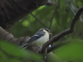 シジュウカラ 横浜自然観察の森 2024年6月2日(日)