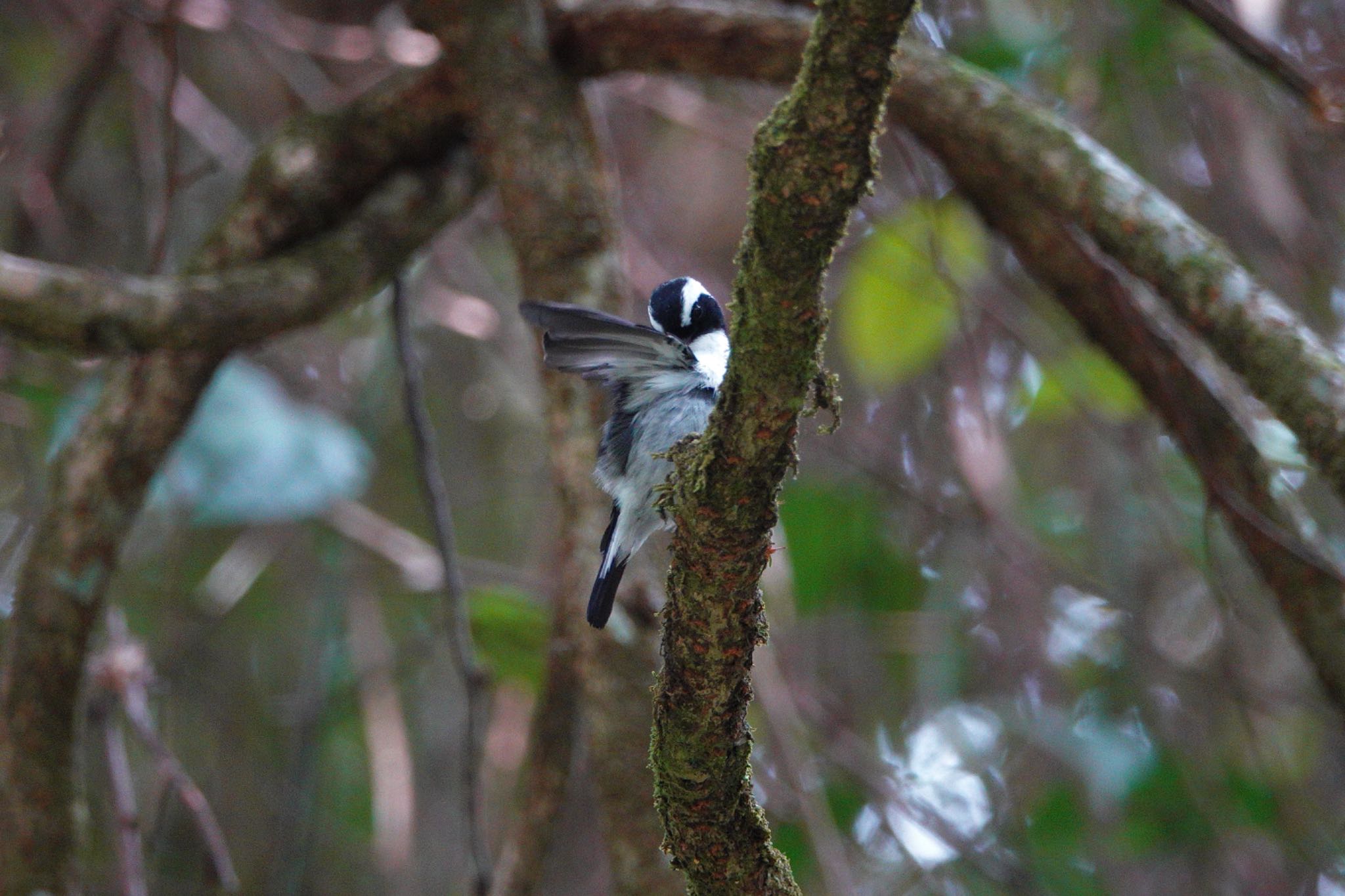 Little Pied Flycatcher